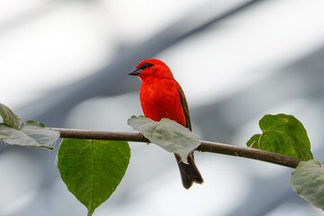 A vibrant red bird perched on a branch with green leaves against a blurred background. The red fody (Foudia madagascariensis), also known as the Madagascar fody in Madagascar