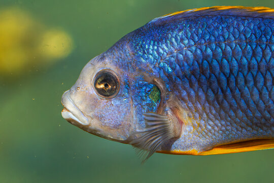 A close-up of a vibrant blue Pseudotropheus sp. acei fish (yellow-tail acei). The fish's eye is prominent, showcasing its detailed features. The fish is coming from Lake Malawi and is a Mbuna Cichlid
