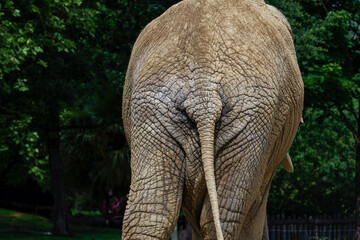A close-up of a African elephant, Loxodonta africana ass