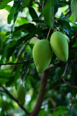 Mango Nam Dok Mai, Mango Tree, Products Waiting for Harvest, Healthy Fruit and Good Eating
