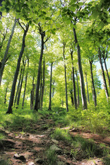 Laubbäume