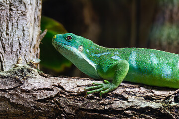 A vibrant green lizard resting on a textured tree branch, showcasing its detailed scales and unique coloration, surrounded by natural foliage. Brachylophus fasciatus, the Lau banded iguan