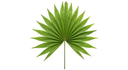 A vibrant exotic palm leaf presented as a symbol of serenity and tropical escape with high on transparent background