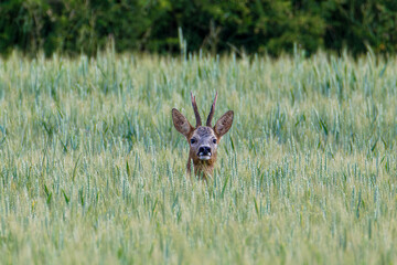A deer with antlers peeks through tall grass in a lush green field. The roe deer (Capreolus capreolus), also known as the roe, western roe deer