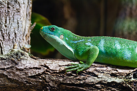 A vibrant green lizard resting on a textured tree branch, showcasing its detailed scales and unique coloration, surrounded by natural foliage. Brachylophus fasciatus, the Lau banded iguan