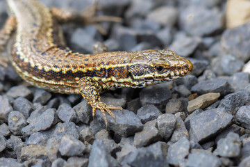 lizard on the Aubrac plateau
