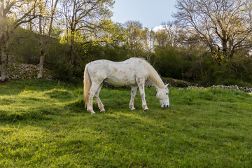 Obraz premium horse on the Aubrac plateau