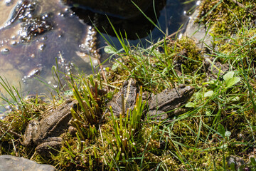 Two frogs resting in lush, green, watery habitat, surrounded by grass and small plants near pond. Shallow, clear pond surrounded by lush green vegetation and grasses