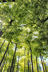 Laubbäume