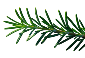 Green Pine Needles, Isolated Transparent Background, Minimalist Design Element