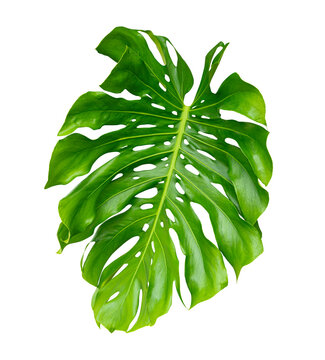 Fototapeta Tropical leaf isolated on white background, Philodendron monstera plant.