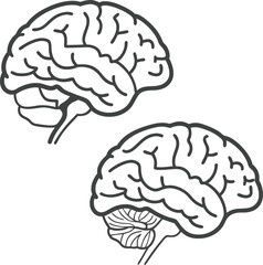 Two Line Art Brains Illustrating Anatomy and Cognitive Functionality