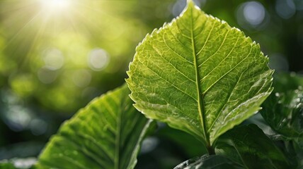 Extreme Close-Up of Green Leaf with Sunlight and Bokeh