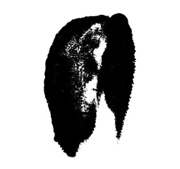 High resolution isolated black fingerprint on white background