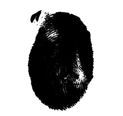 High resolution isolated black fingerprint on white background