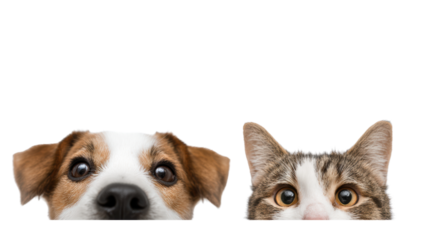 Curious dog and cat peeking over the edge, adorable expressions, perfect for pet lovers.
