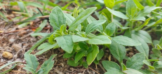 green grass in the garden