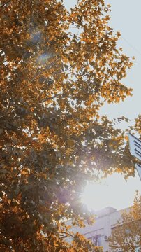 fall tree in the contrasting setting sunshine.