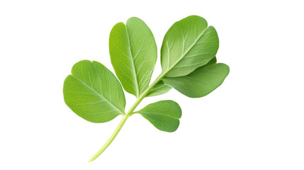 Fresh green leaf on white isolated background, showcasing vibrant nature and botanical beauty.