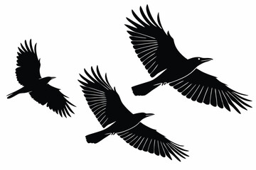 Obraz premium Three black crows silhouettes flying on white background dark birds illustration