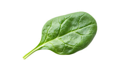 Fresh green spinach leaf isolated on a white background, ideal for culinary and health-related designs.