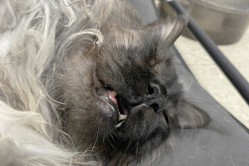 fluffy big proud grey white big maincoon cat lying on the bed. Comfortable sleep. open the mouth