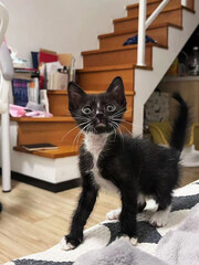 A cute little black white kitten walking on sofa at home, ideal for pet stock photos.