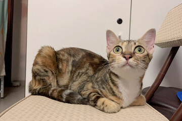 A fluffy cute cat lounges on a chair. This indoor scene captures cute cat