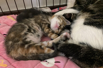Tabby kitten with sleeping mom cat on soft blanket. Concept of family