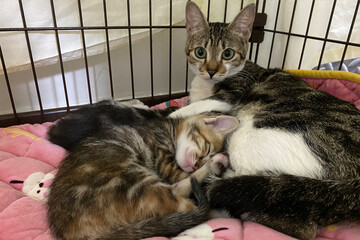 Tabby kitten with sleeping mom cat on soft blanket. Concept of family