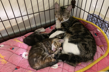 Tabby kitten with sleeping mom cat on soft blanket. Concept of family
