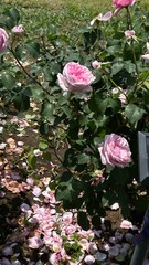 pink rose in a garden