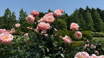 pink flowers in the garden