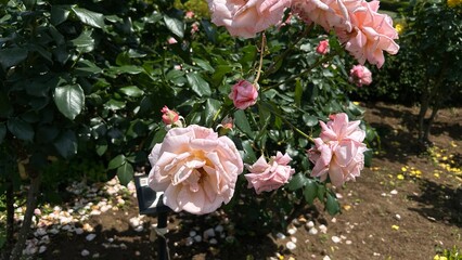 pink flowers in the garden