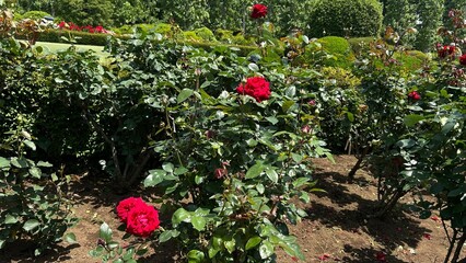 flowers in the garden
