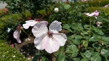 pink magnolia flowers