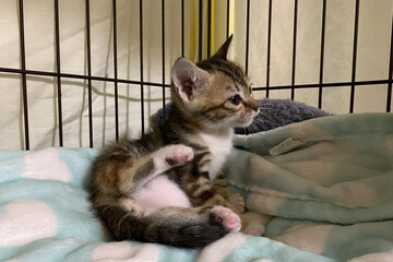 Sad baby cat in a cage. Homeless cat in a shelter. cat for adoption.
