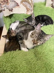 Tabby kitten with sleeping mom cat on soft blanket. Concept of family