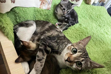 Tabby kitten with sleeping mom cat on soft blanket. Concept of family