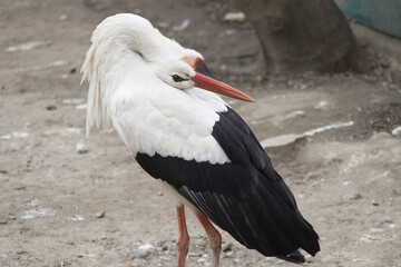 A close-up of a stork standing with its head thrown back