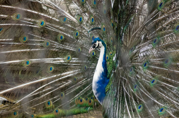 Graceful peacock with spread tail close-up