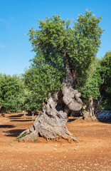 old olive tree with twisted trunk in an orchard with red earth in Puglia in italy