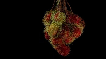 Full View of Rambutan Bunch on Branch Rotating in Midair with Multiple Red and Green Hairy Fruits Suspended Against Black Background for Exotic Nature Concept - Powered by Adobe