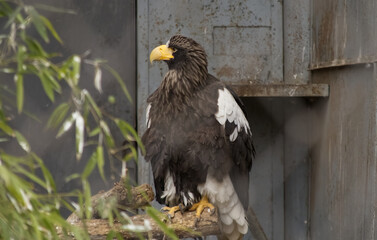Steller's sea eagle close up