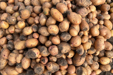 Damaged, spoiled potatoes, unhealthy vegetables. Sick, disease, late blight. Rotten harvest. Crop...