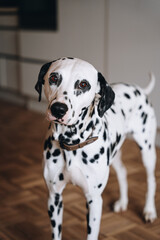 Dalmatian dog, pet, cute