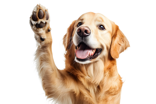 Happy dog giving a high five on white, with copy space area.