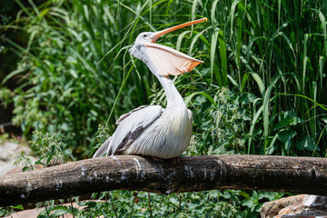A pelican perched on a log with its beak open, surrounded by lush green foliage. Pelicans (genus...