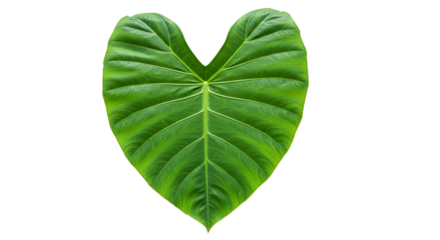 Lush Elephant Ear Leaf symbolizes growth and connection against a dark backdrop captured with on transparent background