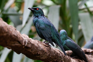 The metallic starlings (Aplonis metallica), shining starling, sitting on a log. The bird features a glossy black plumage with bright red eyes.